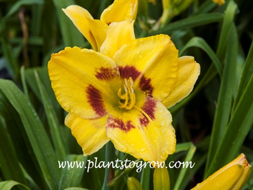 Daylily King George
30 inches tall
semi evergreen, tetraploid
7 inch flowers
yellow with a wine red eye zone
(Rasmussen, 1991)
American Hemerocallis Society